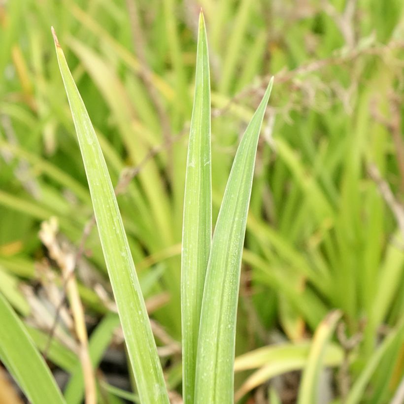 Hemerocallis Condilla - Daylily (Foliage)