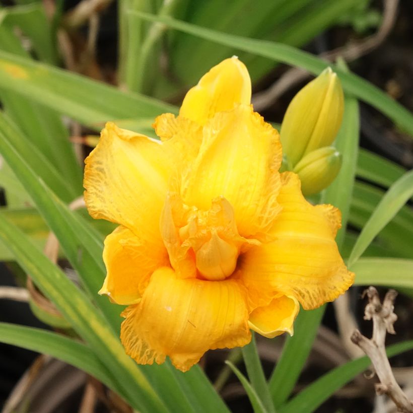 Hemerocallis Condilla - Daylily (Flowering)