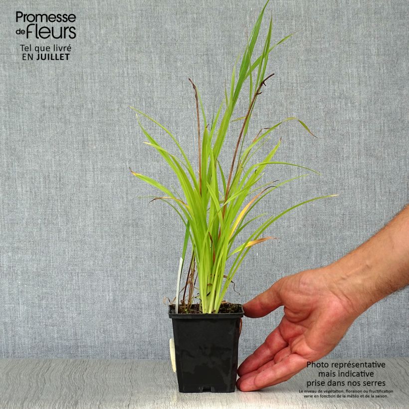 Hemerocallis Corky - Daylily 8/9 cm pot sample as delivered in summer