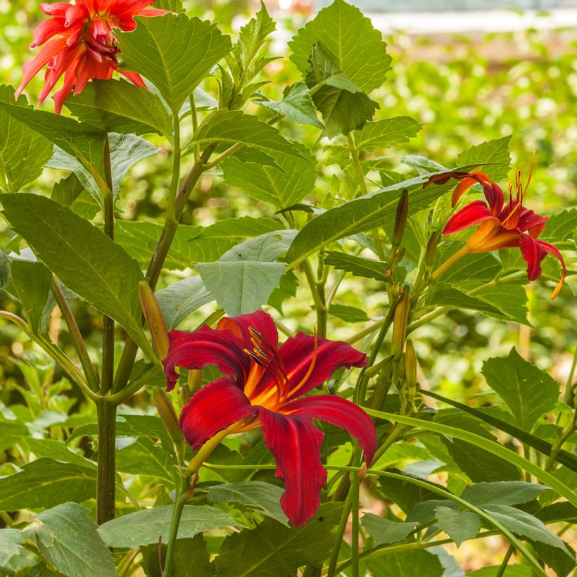 Hemerocallis Crimson Pirate - Daylily (Plant habit)