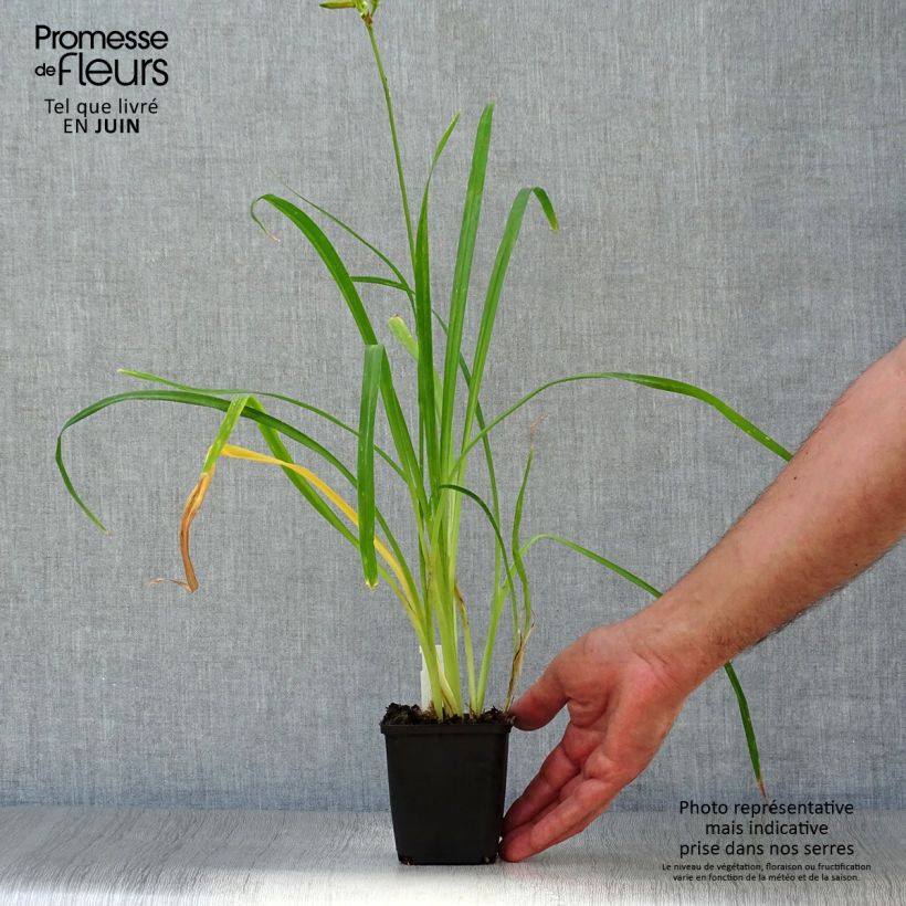 Hemerocallis Crimson Pirate - Daylily 8/9 cm pot sample as delivered in summer