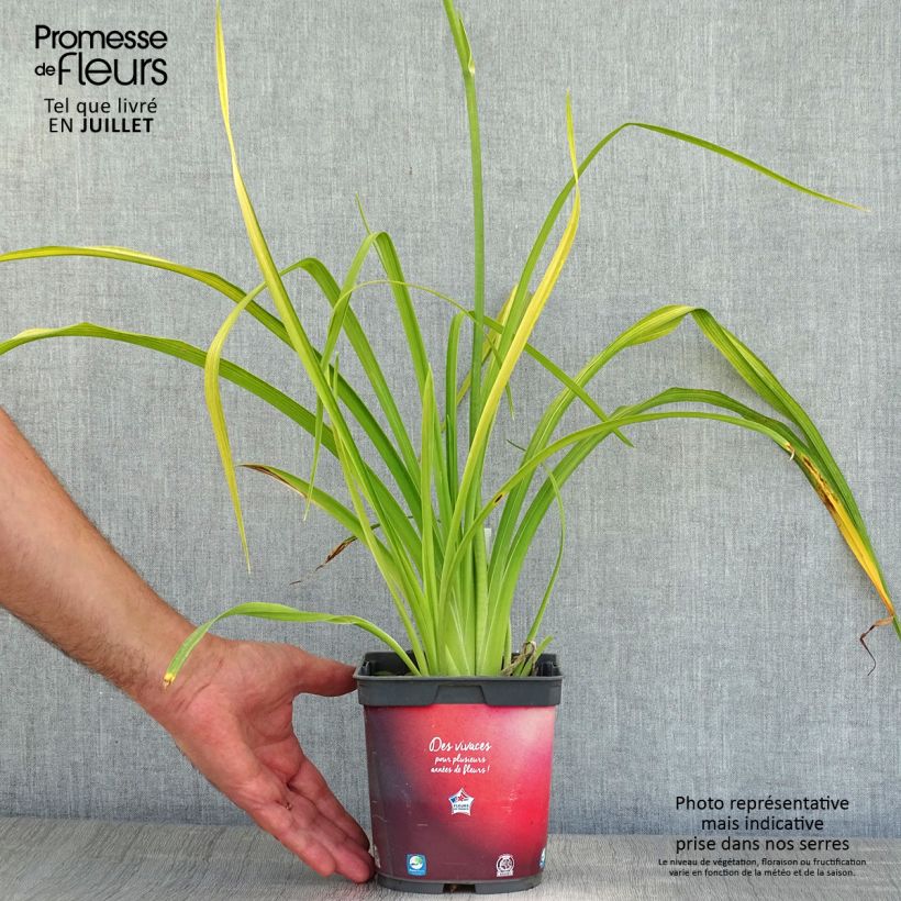 Hemerocallis Crimson Pirate - Daylily 2L/3L pot sample as delivered in summer
