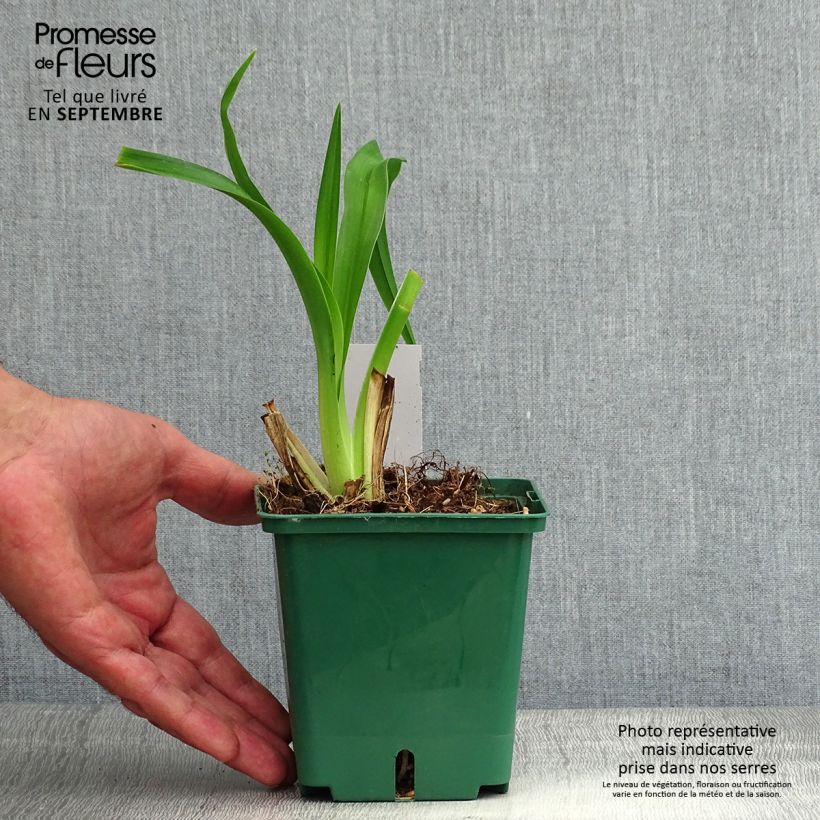 Hemerocallis Daring Dilemma - Daylily 1L/1.5L pot sample as delivered in summer