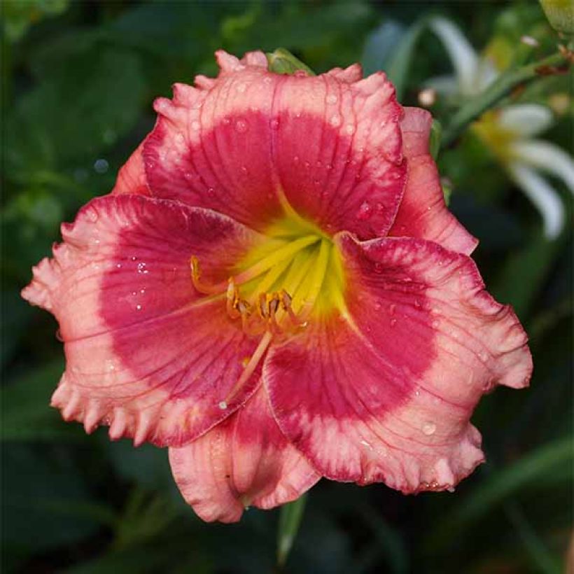 Hemerocallis Dragons Eye - Daylily (Flowering)