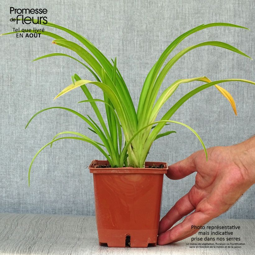 Hemerocallis Dragons Eye - Daylily 1L/1.5L pot sample as delivered in summer