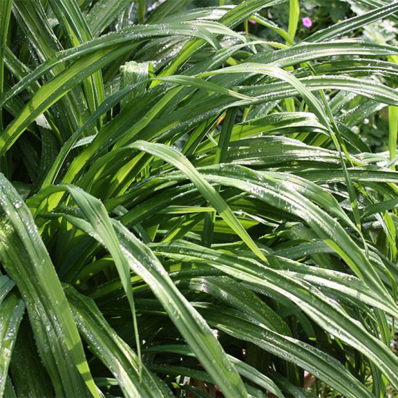 Hemerocallis Dragons King - Daylily (Foliage)