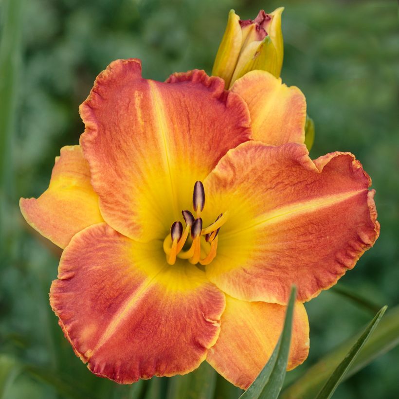 Hemerocallis Everydaylily Bronze - Daylily (Flowering)