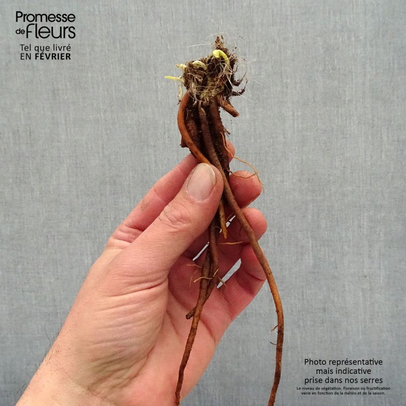 Hemerocallis Everydaylily Cerise - Daylily Bare root sample as delivered in winter