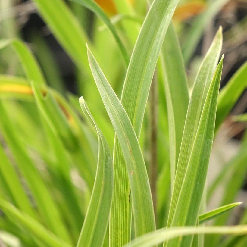 Hemerocallis Everydaylily Punch Yellow - Daylily (Foliage)