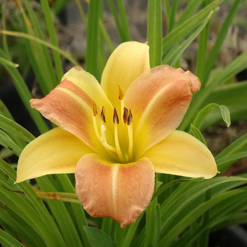 Hemerocallis Everydaylily Punch Yellow - Daylily (Flowering)