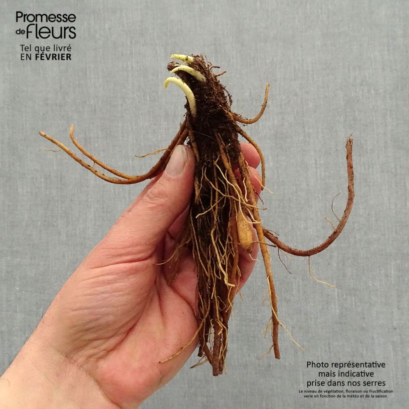 Hemerocallis Everydaylily Punch Yellow - Daylily Bare root sample as delivered in winter