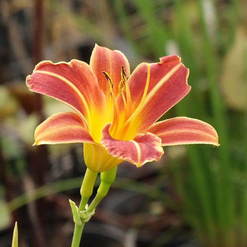 Hemerocallis Everydaylily Red Ribs - Daylily (Flowering)