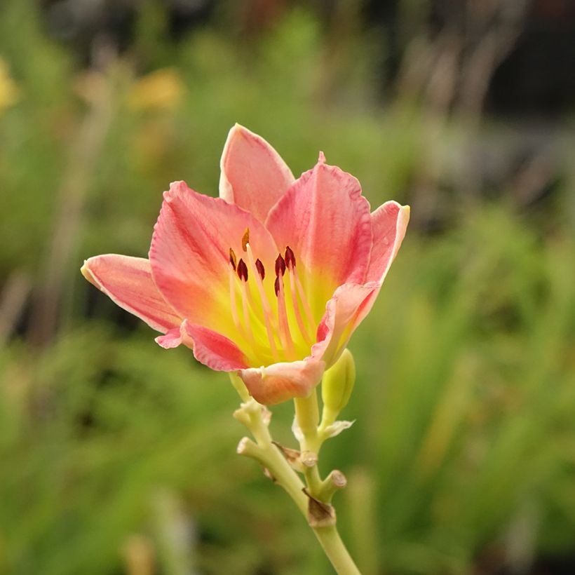 Hemerocallis Final Touch - Daylily (Flowering)