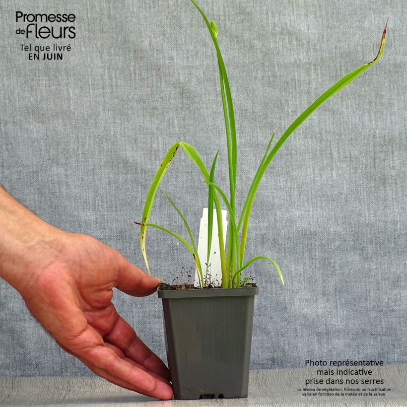 Hemerocallis Frans Hals - Daylily 8/9 cm pot sample as delivered in summer