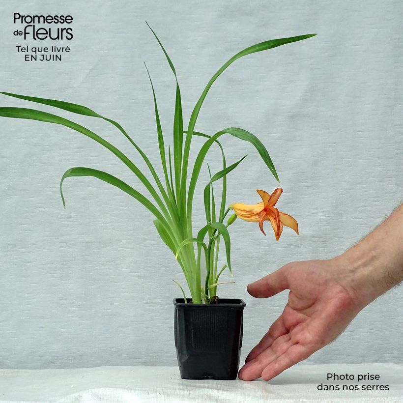 Hemerocallis George Cunningham - Daylily 8/9 cm pot sample as delivered in summer