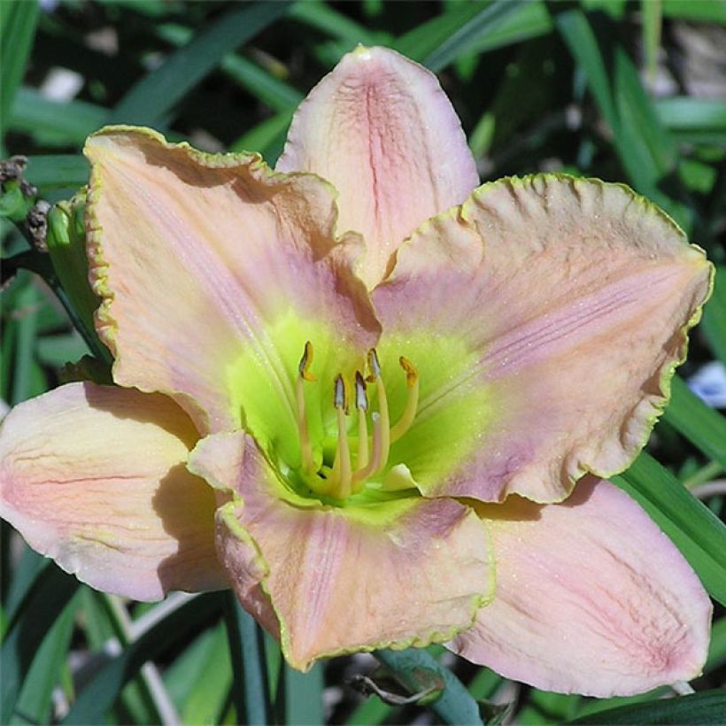 Hemerocallis Graceland - Daylily (Flowering)