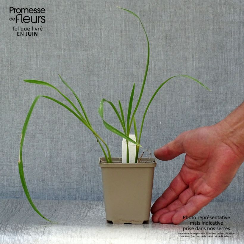 Hemerocallis Joan Senior - Daylily 8/9 cm pot sample as delivered in summer