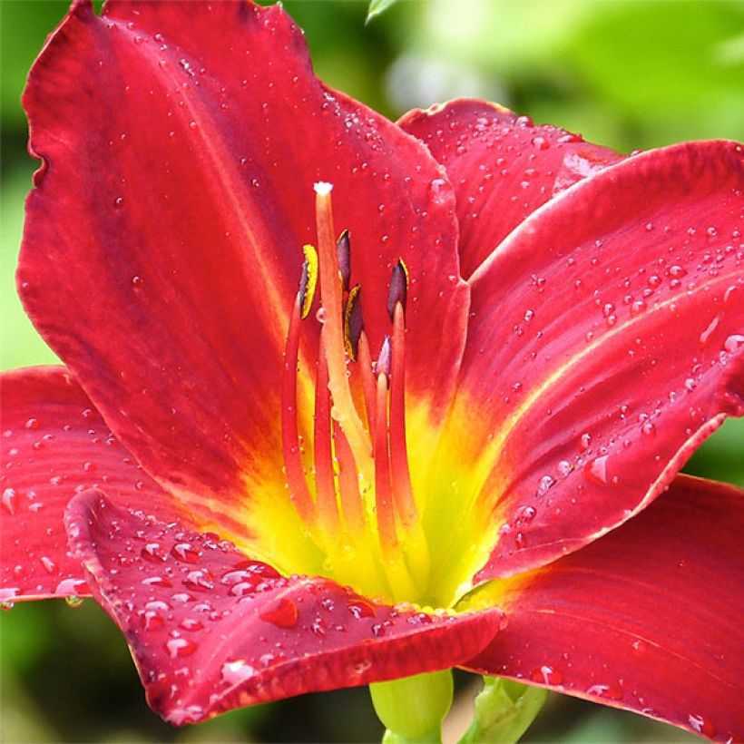 Hemerocallis Jolly Hearts - Daylily (Flowering)
