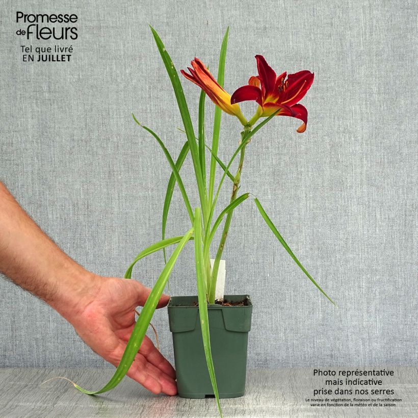 Hemerocallis Jolly Hearts - Daylily 8/9 cm pot sample as delivered in summer