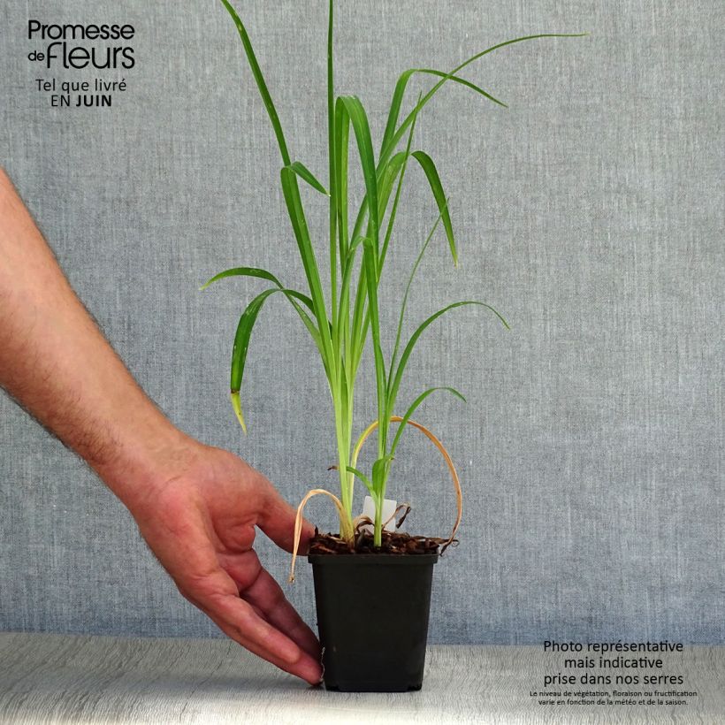 Hemerocallis Luxury Lace - Daylily 8/9 cm pot sample as delivered in summer