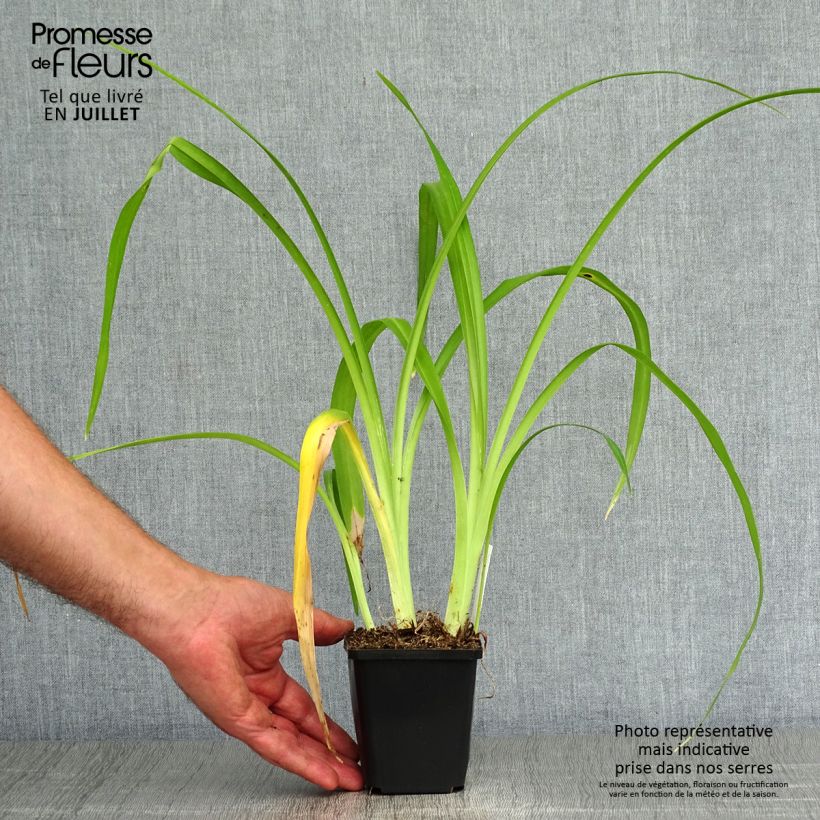 Hemerocallis Margaret Perry - Daylily 8/9 cm pot sample as delivered in summer