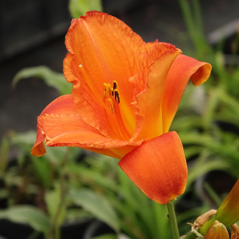 Hemerocallis Mauna Loa - Daylily (Flowering)