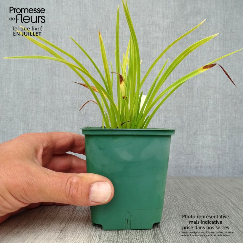Hemerocallis Mini stella - Daylily 8/9 cm pot sample as delivered in summer