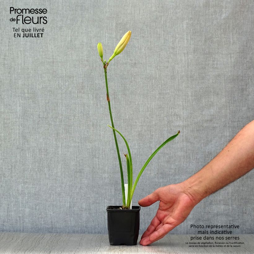 Hemerocallis Moonlight Masquerade - Daylily 8/9 cm pot sample as delivered in summer