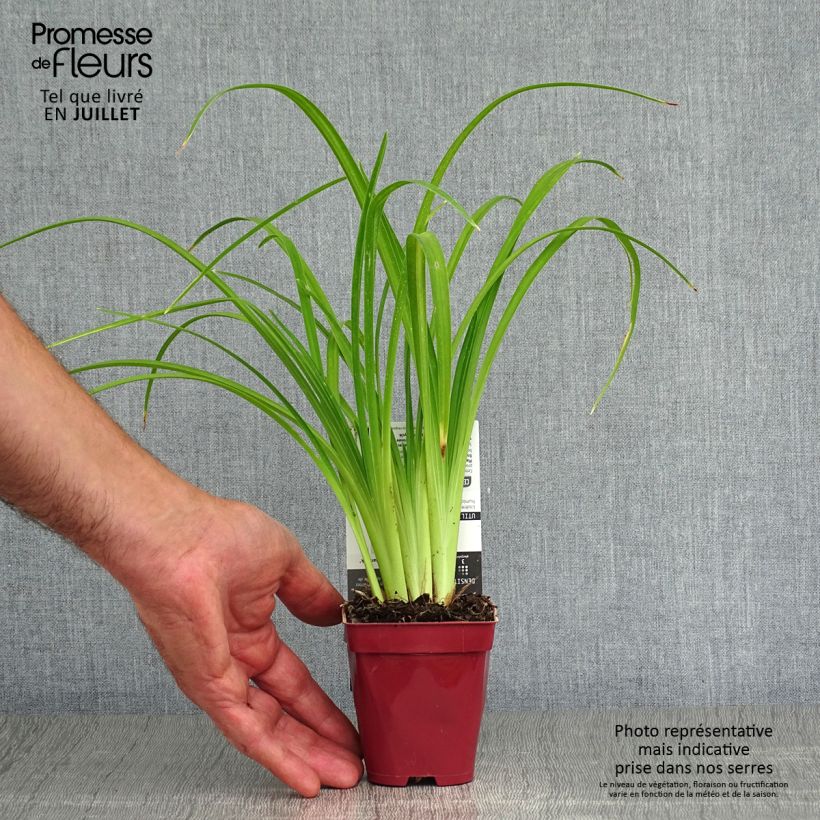 Hemerocallis Pink Damask - Daylily 8/9 cm pot sample as delivered in summer