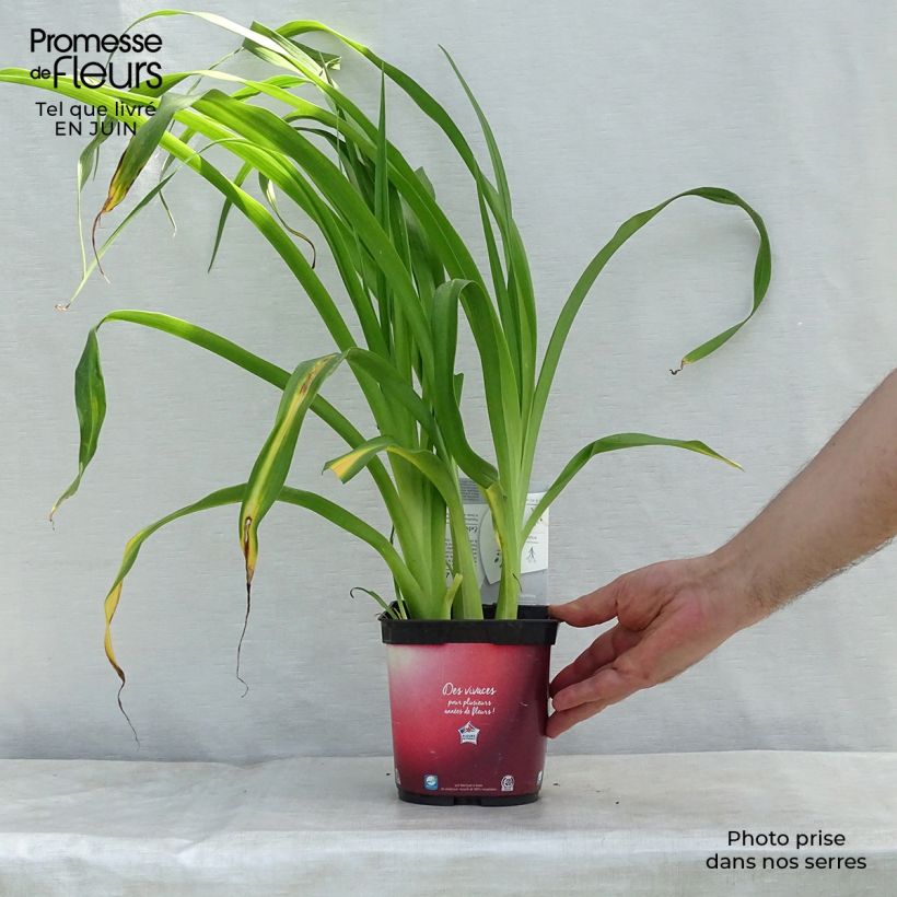 Hemerocallis Red Rum - Daylily 2L/3L pot sample as delivered in summer