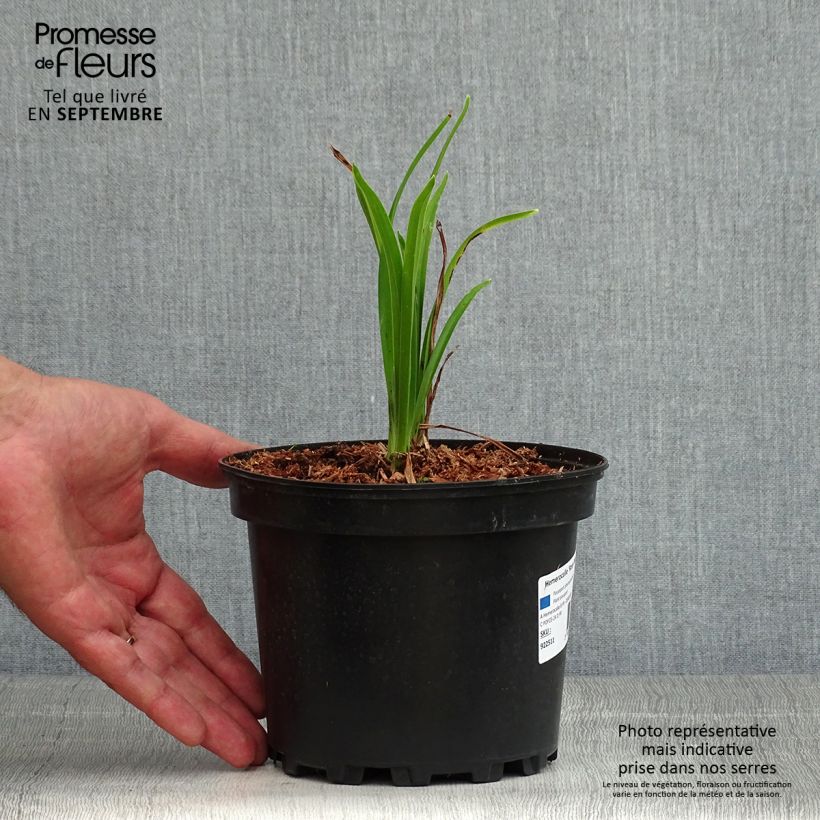 Hemerocallis Rosy Returns - Daylily 2L/3L pot sample as delivered in summer