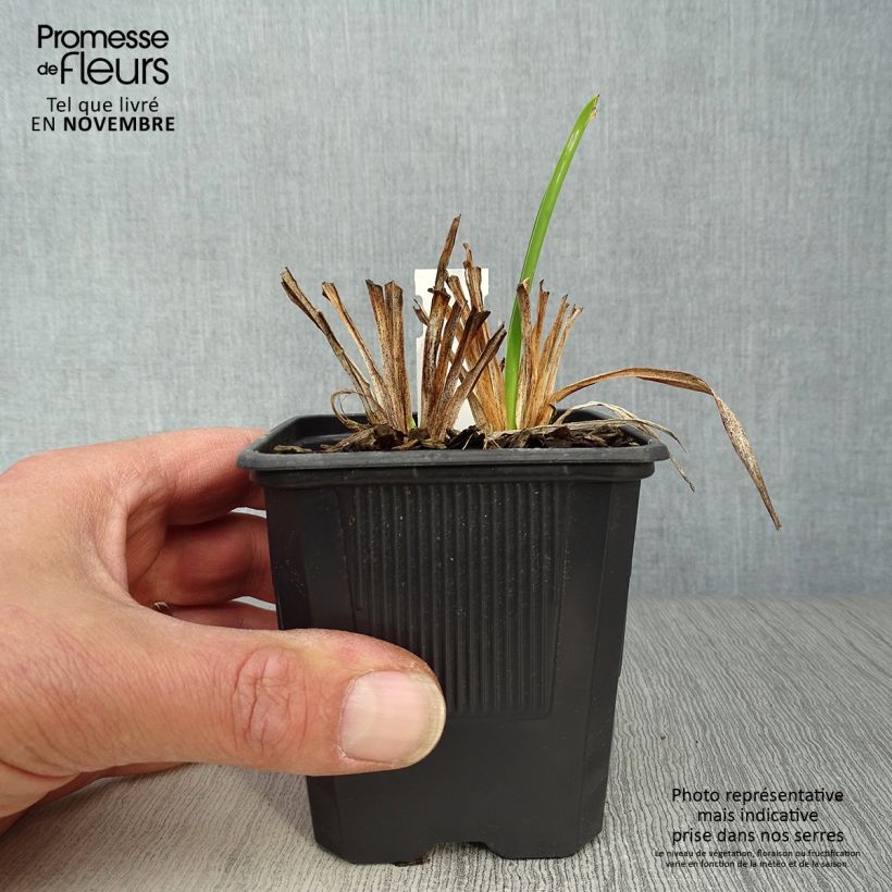 Hemerocallis Rosy Returns - Daylily 8/9 cm pot sample as delivered in autumn