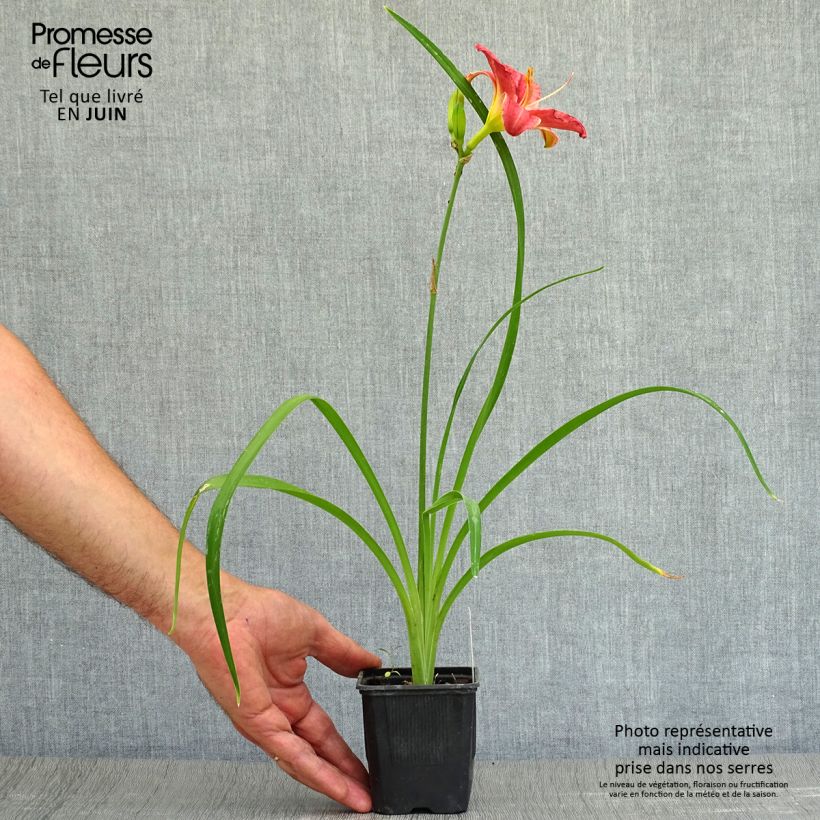 Hemerocallis Rosy Returns - Daylily 8/9 cm pot sample as delivered in summer