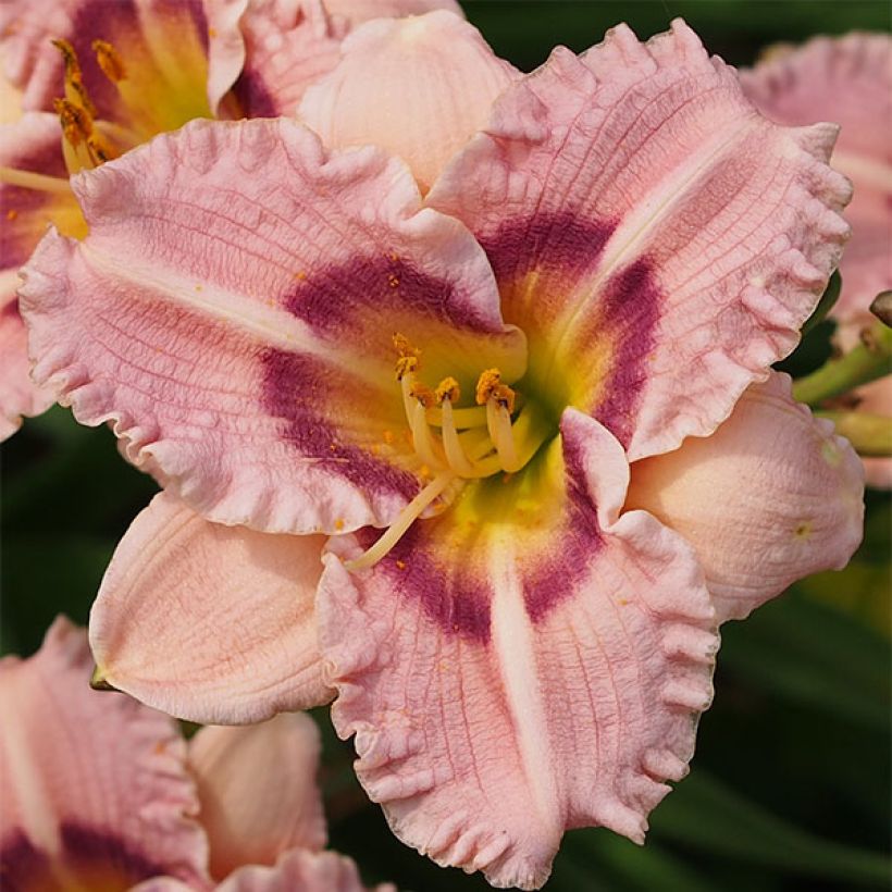 Hemerocallis Siloam Merle Kent - Daylily (Flowering)