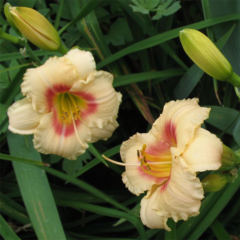 Hemerocallis Siloam Virginia Henson - Daylily (Flowering)