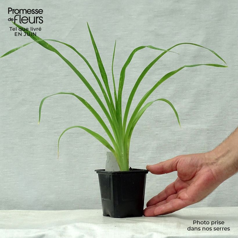 Hemerocallis Snowy Apparition - Daylily 8/9 cm pot sample as delivered in summer