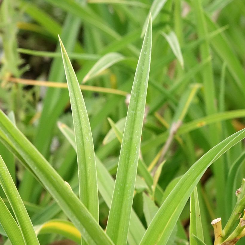 Hemerocallis Strawberry Candy - Daylily (Foliage)