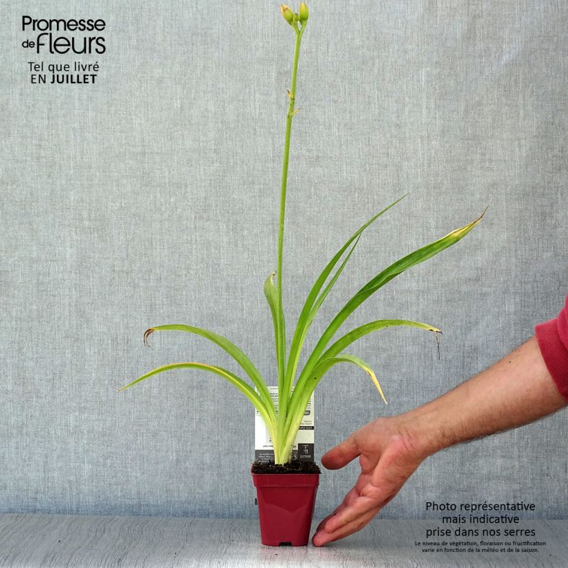 Hemerocallis Strawberry Swirl - Daylily 8/9 cm pot sample as delivered in summer