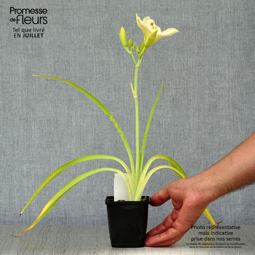 Hemerocallis White Temptation - Daylily 8/9 cm pot sample as delivered in summer