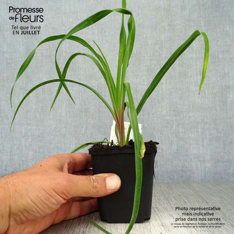 Hemerocallis citrina - Daylily 8/9 cm pot sample as delivered in summer