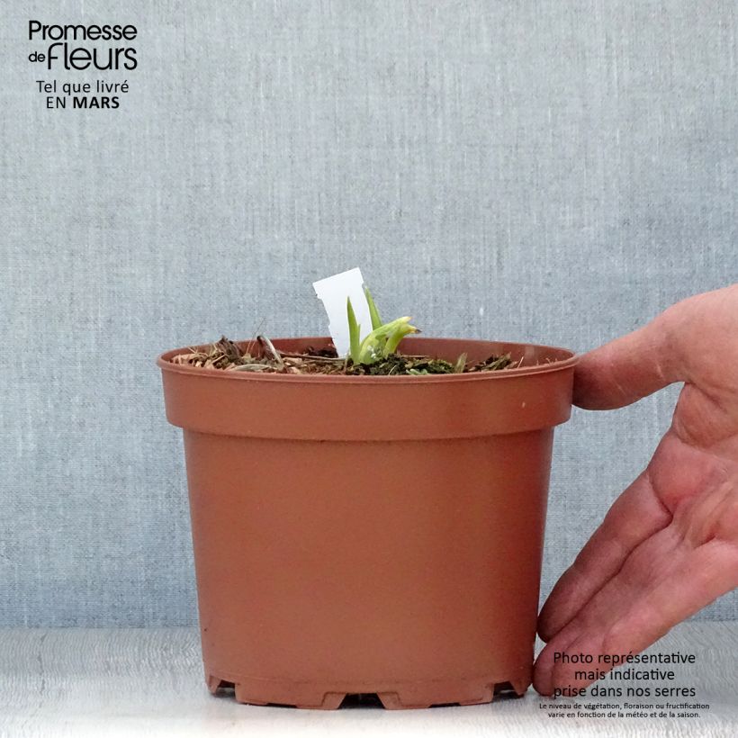 Hemerocallis citrina - Daylily 2L/3L pot sample as delivered in spring