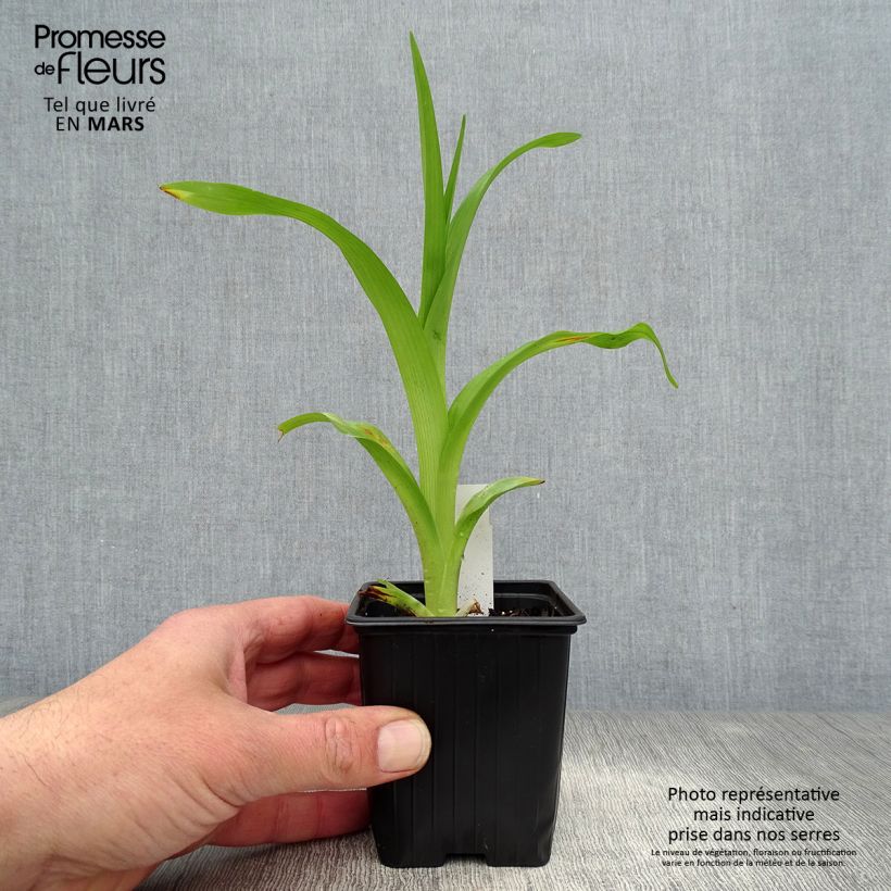 Hemerocallis fulva Flore Pleno - Daylily 8/9 cm pot sample as delivered in spring
