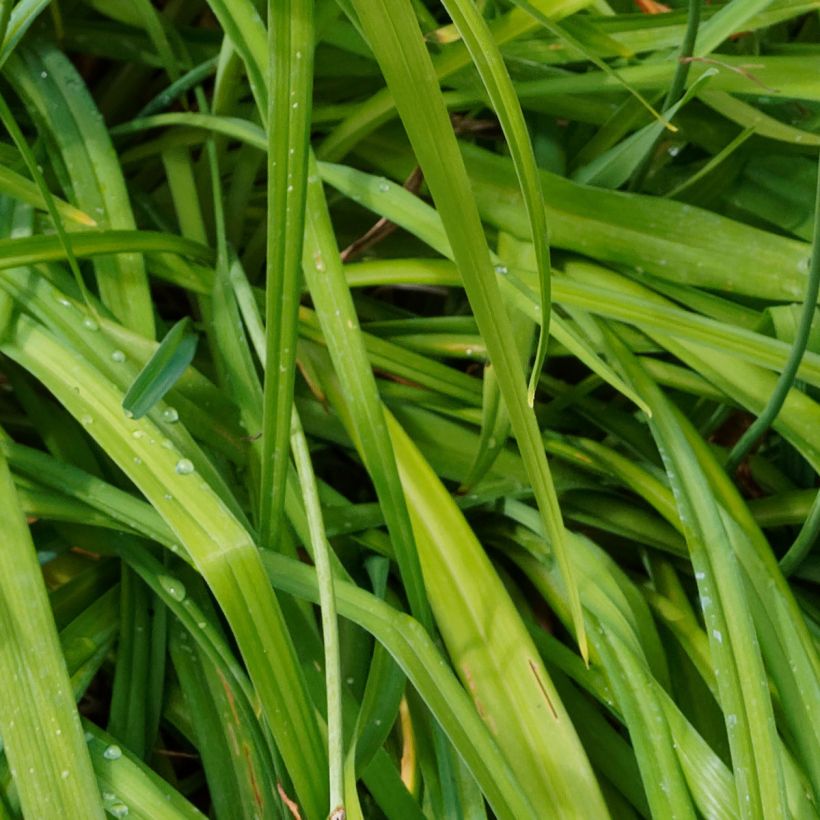 Hemerocallis Bonanza - Daylily (Foliage)