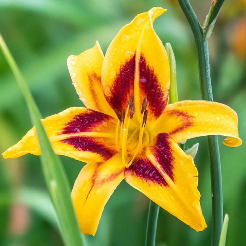 Hemerocallis Bonanza - Daylily (Flowering)