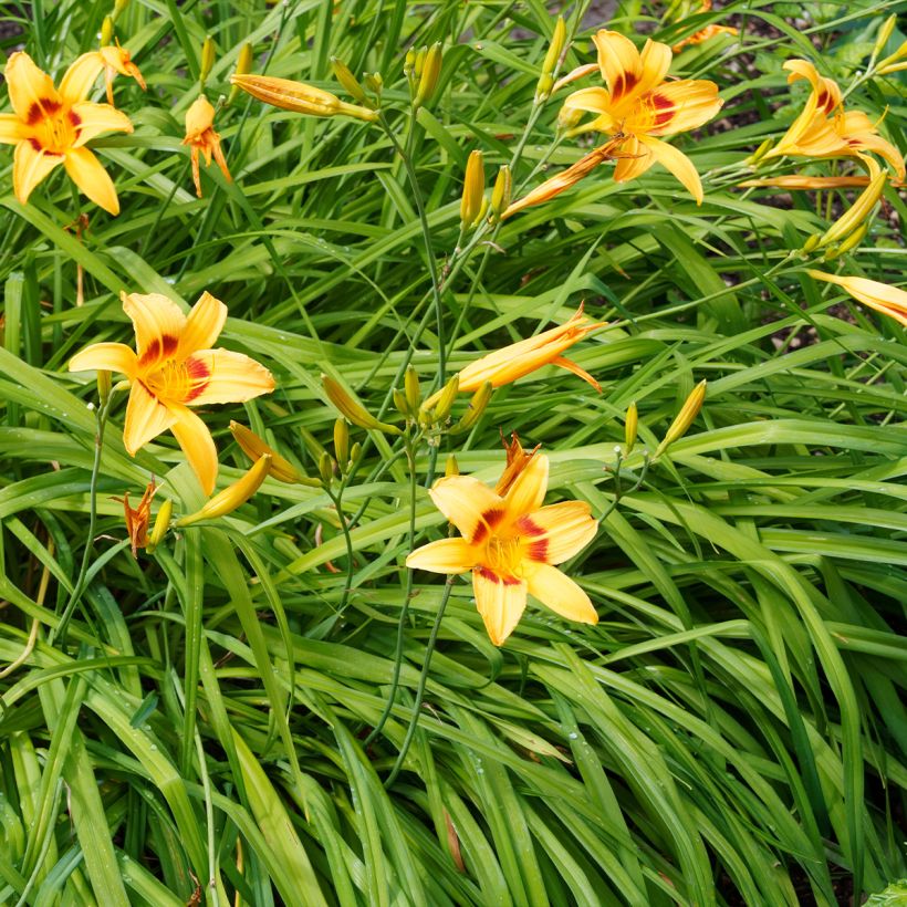 Hemerocallis Bonanza - Daylily (Plant habit)