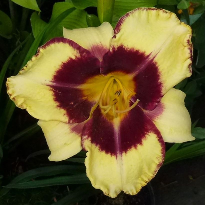 Hemerocallis Calico Jack - Daylily (Flowering)