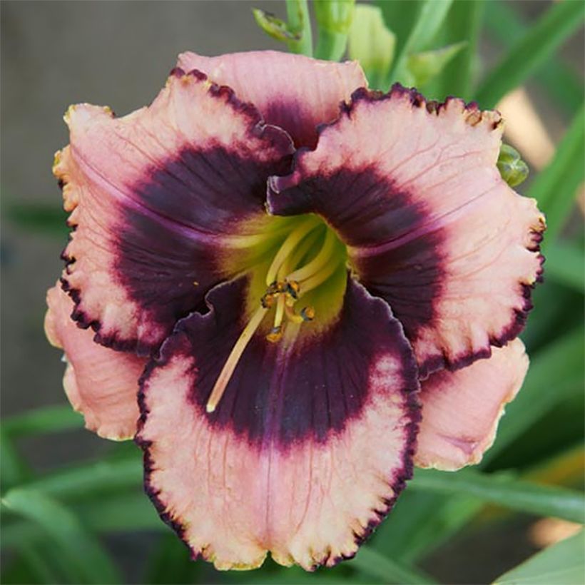 Hemerocallis Daring Deception - Daylily (Flowering)