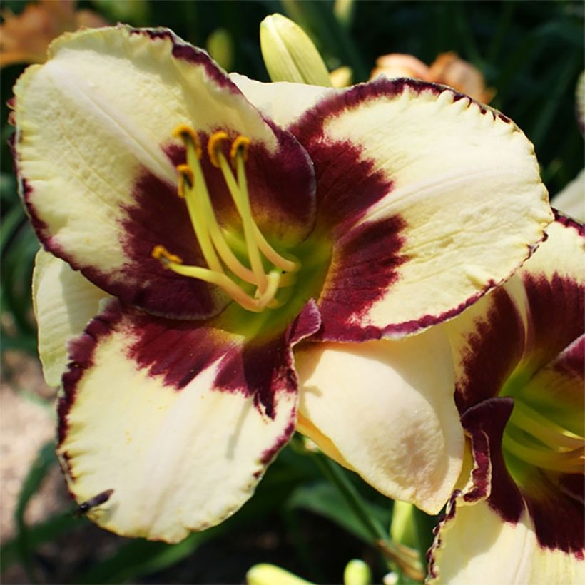 Hemerocallis Dream Legacy - Daylily (Flowering)