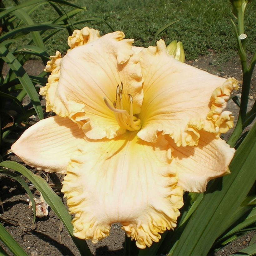 Hemerocallis Enchanted Forest - Daylily (Flowering)