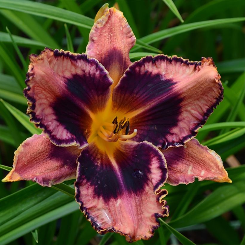 Hemerocallis Exotic Treasure - Daylily (Flowering)